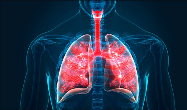 Các tế bào phổi mới được đặt tên là "tế bào bài tiết đường hô hấp" - RAS. Chúng xếp thành nhánh dọc các đường thở nhỏ, gần các cấu trúc phế nang, nơi oxy được trao đổi, biến thành carbon dioxide (CO2).