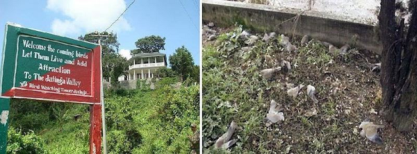 Hiện tượng chim tự sát kỳ bí ở Ấn Độ dần thu hút các nhà nghiên cứu động vật hoang dã và du khách tới ngôi làng. Để quảng bá du lịch, từ năm 2010, chính quyền địa phương tổ chức một lễ hội có tên chim Jatinga kéo dài trong 3 ngày trăng tròn, cùng các hoạt động văn hóa địa phương.