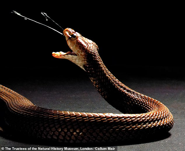 Như vậy, con rắn vẫn còn hai răng nanh nhưng vết cắn của chúng lại không gây nguy hiểm vì không kết nối với tuyến nọc.