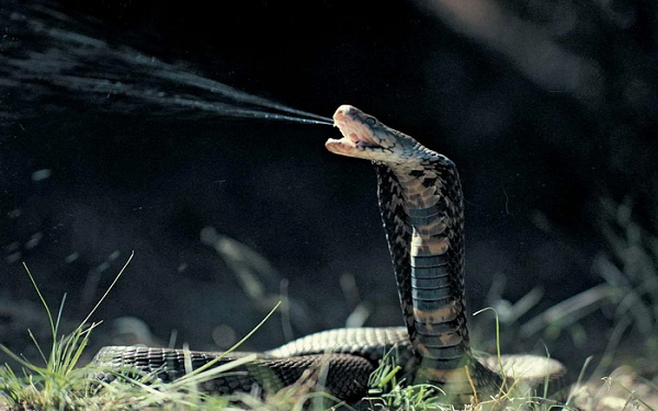 Răng nanh của rắn rất nhọn, các răng mở rộng nằm dọc theo hàm trên ở cả phía trước và phía sau miệng được kết nối với tuyến nọc độc.