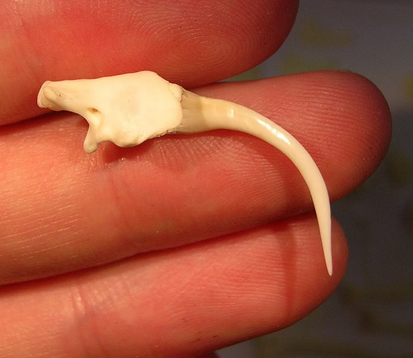 Việc nhổ hoặc cắt răng nanh của rắn bị coi là bất hợp pháp và phi đạo đức vì gây đau đớn cho con rắn (thậm chí là chết). Hơn nữa, ít ai biết rằng con rắn sẽ ngay lập tức mọc lại răng nanh khác thay thế chỉ sau vài tuần.