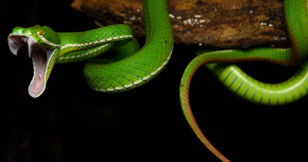 Nhưng lưu ý rằng tuyến nọc độc của con rắn vẫn có thể... phục hồi lại. Chỉ khác với răng nanh là chúng mất một thời gian lâu hơn mà thôi.