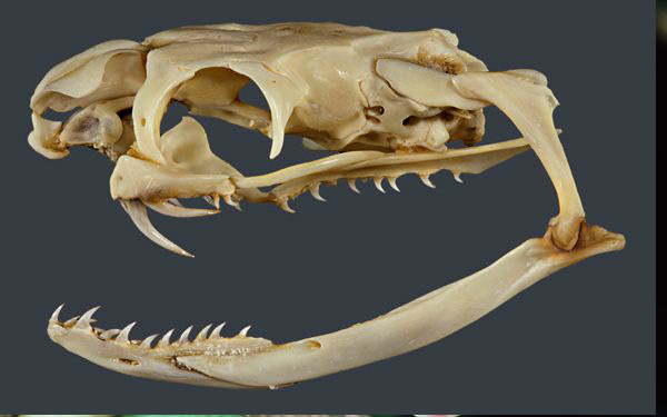 Quá trình này không giống quá trình phát triển răng ở người và các loài rắn không độc, ví dụ như trăn. Khi ở giai đoạn phôi, tất cả răng của con người ở hàm trên nhú lên từ một mô tạo răng trong khi tất cả các răng hàm dưới phát triển từ mô tạo răng khác.