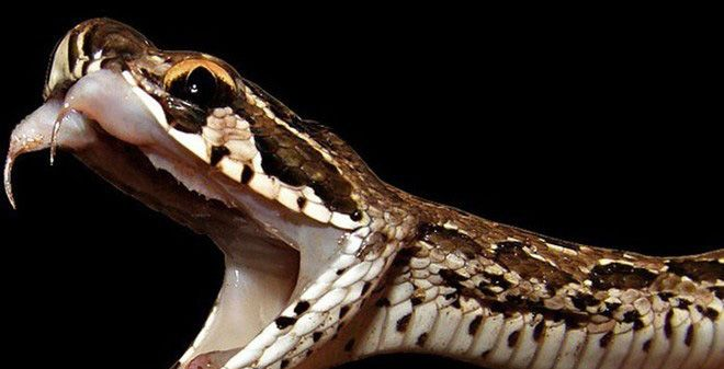 Nhiều người đam mê nuôi rắn cho rằng, chỉ cần nhổ hoặc cắt răng nanh của những con rắn độc sẽ khiến chúng không thể gây nguy hiểm mà vẫn không bị ảnh hưởng đến tính mạng của nó.