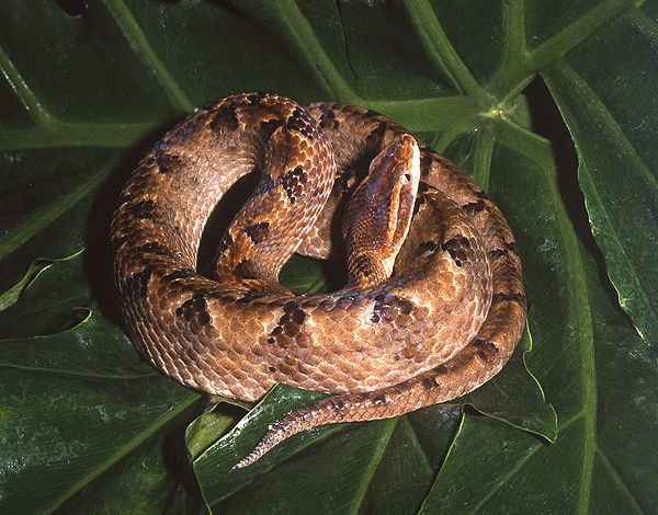 Rắn Chàm Quạp là loại rắn đặc biệt nguy hiểm vì nó là một trong những loại rắn độc nhất Việt Nam. Rắn Chàm Quạp chiếm tỉ lệ 19,4% các trường hợp rắn độc cắn nhập bệnh viện Chợ Rẫy, là một trong những nguyên nhân làm tăng tỉ lệ tử vong và thường gặp ở vùng trồng nhiều cây cao su và cây điều.