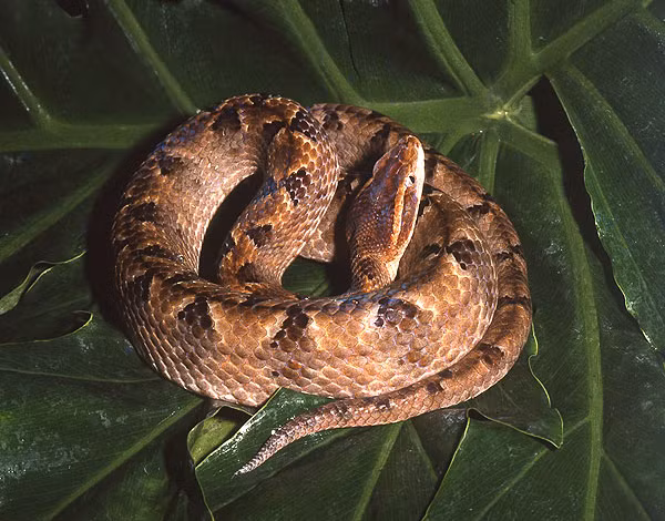 Rắn Chàm Quạp là loại rắn đặc biệt nguy hiểm vì nó là một trong những loại rắn độc nhất Việt Nam. Rắn Chàm Quạp chiếm tỉ lệ 19,4% các trường hợp rắn độc cắn nhập bệnh viện Chợ Rẫy, là một trong những nguyên nhân làm tăng tỉ lệ tử vong và thường gặp ở vùng trồng nhiều cây cao su và cây điều.