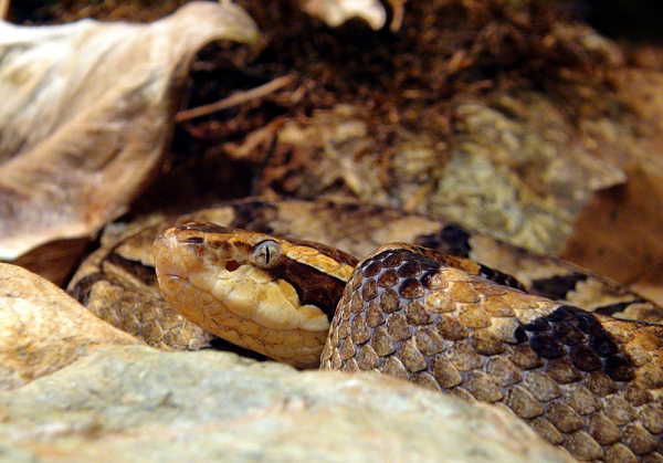 Nạn nhân sau khi bị rắn cắn, bệnh nhân thường có cảm giác mệt, ngất (12,5%), nôn ói (12,5%), đau bụng (7,5%), tiêu chảy (7,5%) và tụt huyết áp (7,5%). Một số triệu chứng xuất huyết tự nhiên sẽ chậm hơn 30 phút hoặc vài ngày sau.