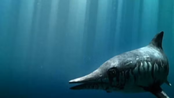 Nhóm này đạt đến sự đa dạng lớn nhất trong kỷ Trias giữa - và một số loài vẫn tồn tại trong kỷ Phấn trắng. Ichthyosaur cũng từng được tìm thấy ở Nam Mỹ, châu Á và Úc.