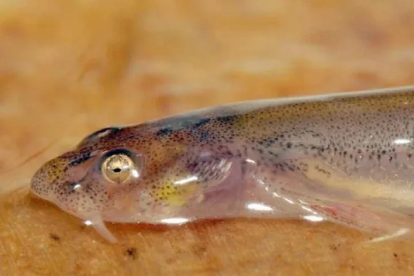 Nhóm nghiên cứu đã tìm thấy nhiều hơn: tổng cộng có 9 con cá trê gai, với hơn chục con Candiru ký sinh. Các nhà nghiên cứu đã đưa những con Candiru vào phòng thí nghiệm và xem xét chất chứa trong dạ dày của chúng bằng kính hiển vi, để xem chúng có đang ăn những con cá trê lớn hơn từ hai bên cơ thể hay không.