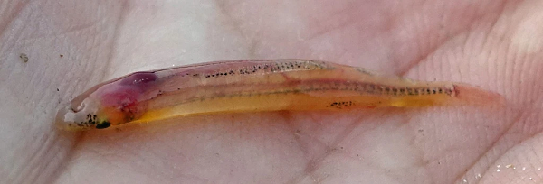 Có khoảng 9 loài Candiru (phân họ Vandelliinae) chắc chắn là cá ma cà rồng, thích nghi tuyệt vời với việc nhấm nháp hệ thống tuần hoàn máu của vật chủ.