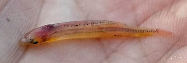 Có khoảng 9 loài Candiru (phân họ Vandelliinae) chắc chắn là cá ma cà rồng, thích nghi tuyệt vời với việc nhấm nháp hệ thống tuần hoàn máu của vật chủ.