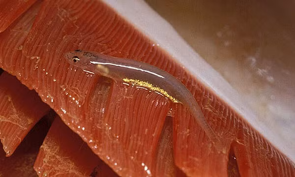 Vào tháng 4 năm 2019, Chiara Lubich - một nhà thủy học tại Đại học Liên bang Amazonas ở Manaus, Brazil - và các đồng nghiệp đang khảo sát và thu thập các loài cá ở Rio Negro, một con sông nhánh chính của Amazon.