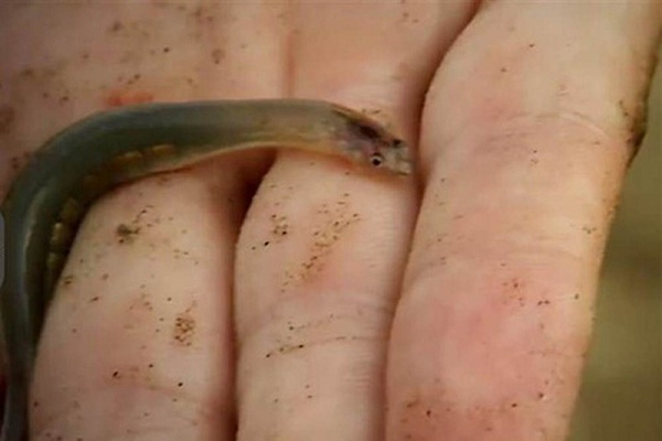 Nhưng họ không tìm thấy gì cả. Không có máu, da, thịt hoặc chất nhầy. Vì vậy các nhà khoa học cho rằng Candiru có thể đã không ăn gì trên cơ thể vật chủ cả, chỉ bám theo như loài cá ép (remora) thường bám trên người cá mập.