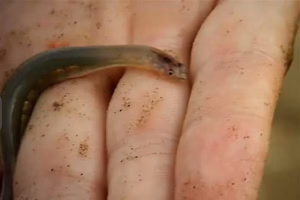 Nhưng họ không tìm thấy gì cả. Không có máu, da, thịt hoặc chất nhầy. Vì vậy các nhà khoa học cho rằng Candiru có thể đã không ăn gì trên cơ thể vật chủ cả, chỉ bám theo như loài cá ép (remora) thường bám trên người cá mập.