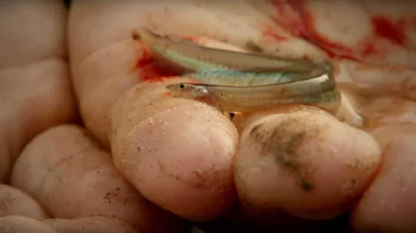 Cho đến nay, chỉ có một báo cáo được coi là bằng chứng về cá Candiru xâm nhập cơ thể người. Năm 1977, tại Manaus, Brazil, bệnh nhân nam được chuyển vào viện với con candiru trong niệu đạo. Sau nhiều giờ phẫu thuật, bác sĩ đã kéo xác cá ra khỏi dương vật nạn nhân.