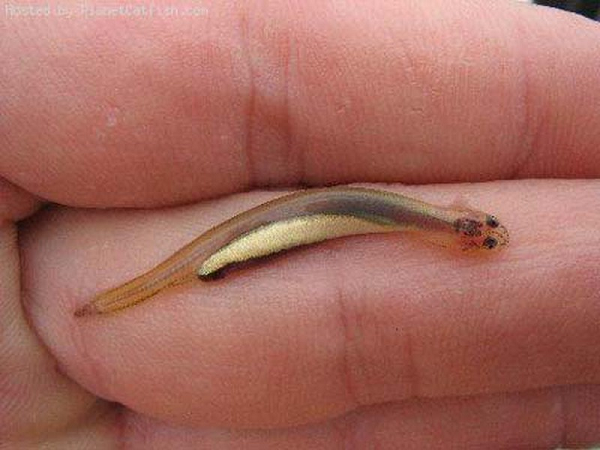 Vậy nên, người bản địa tại Brazil từ lâu đã phải rất cẩn thận mỗi khi xuống nước, nếu không muốn trải qua chuỗi ngày đau khổ vì Candiru.