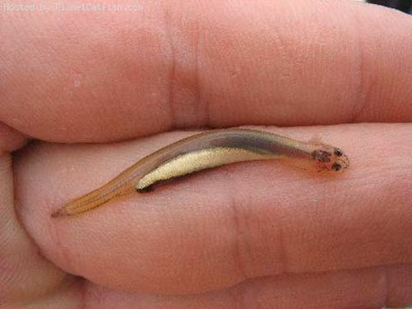 Vậy nên, người bản địa tại Brazil từ lâu đã phải rất cẩn thận mỗi khi xuống nước, nếu không muốn trải qua chuỗi ngày đau khổ vì Candiru.