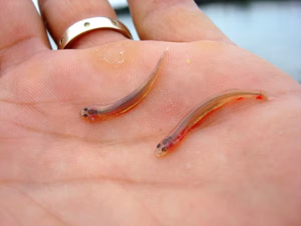 Cá Candiru, tên khoa học là Vandellia Cirrhosa, thuộc họ cá trê nước ngọt, có cơ thể hầu như trong suốt dài khoảng 5 cm, thường bám vào mang những con cá lớn hơn để hút máu.