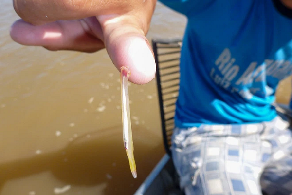 Khi nhóm đang gỡ và đo những con cá mắc vào lưới của họ, họ nhìn thấy một thứ gì đó kỳ dị bám vào hai bên hông của một loài cá trê gai (Doras phlyzakion). Những con Candiru dài vài inch — sau này được xác định trong chi Paracanthopoma — chúng cư trú ở bên hông của cá trê, một vị trí kỳ lạ cho loại ký sinh trùng thường sống ở phần mang cá dễ bị tổn thương.