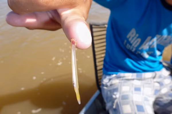 Khi nhóm đang gỡ và đo những con cá mắc vào lưới của họ, họ nhìn thấy một thứ gì đó kỳ dị bám vào hai bên hông của một loài cá trê gai (Doras phlyzakion). Những con Candiru dài vài inch — sau này được xác định trong chi Paracanthopoma — chúng cư trú ở bên hông của cá trê, một vị trí kỳ lạ cho loại ký sinh trùng thường sống ở phần mang cá dễ bị tổn thương.