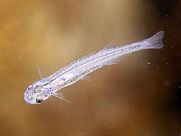 Do đặc tính về hình dạng, nên tỉ lệ Candiru chọn "của quý" làm vật chủ ký sinh là rất lớn. Chúng sẽ ở yên vị trong đó, hút no máu đến mức phình bụng ra, khiến "vật chủ" cảm thấy đau đớn, khó chịu.