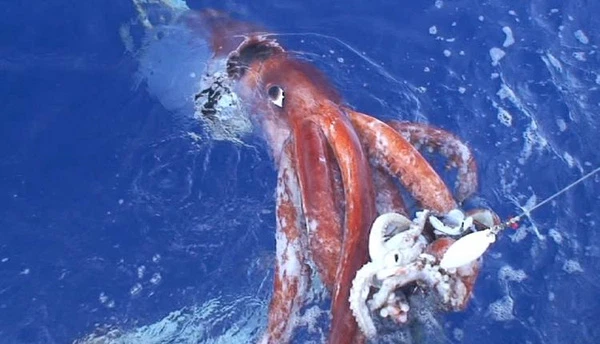 Mực khổng lồ (giant squid) thuộc chi Architeuthis là loại động vật thân mềm lớn thứ hai trong thế giới động vật và một trong những sinh vật không xương sống lớn nhất.