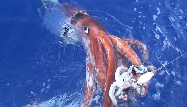Mực khổng lồ (giant squid) thuộc chi Architeuthis là loại động vật thân mềm lớn thứ hai trong thế giới động vật và một trong những sinh vật không xương sống lớn nhất.