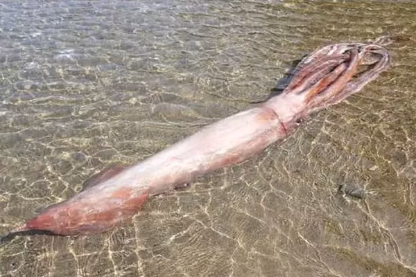Cách đây vài ngày, những người đi biển đã phát hiện một con mực khổng lồ dài gần 3 m bị mắc cạn ở bãi biển Ugu của thành phố Obama, quận Fukai, Nhật Bản.