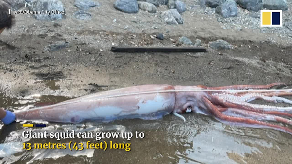 Đôi mắt to bằng chiếc đĩa thuộc hàng lớn nhất trong số mọi sinh vật sống cho phép chúng quan sát dưới làn nước tối đen.