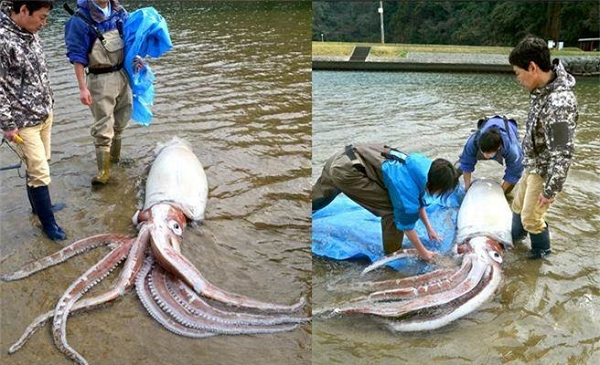 Tuy nhiên, các chuyên gia Nhật Bản lại tỏ ra vô cùng lo lắng vì những sinh vật biển sâu khi nổi lên mặt nước và trôi dạt vào bờ thường liên quan đến động đất.