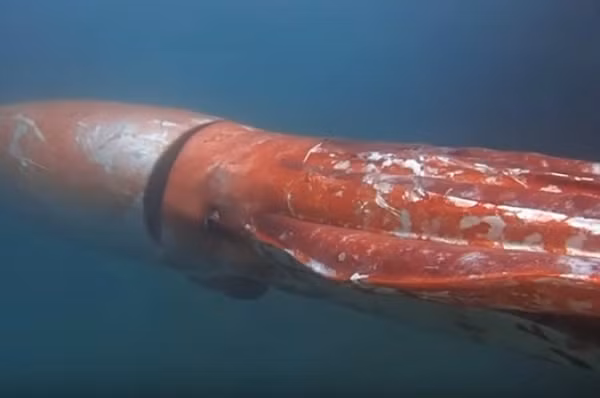 Theo chính quyền thành phố Obama, rất hiếm gặp mực khổng lồ còn sống dạt vào bãi biển. Con mực vua khổng lồ dạt vào bờ biển lần này ước tính nặng 80kg, có chiều dài tổng cộng 3,35m, thuộc loài mực khổng lồ thường sống ở vùng biển sâu có độ sâu từ 500 đến 1.000 mét.