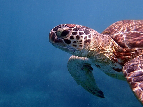 Rùa xanh Đẻ trứng từ tháng 2 – 9, mỗi con cái đẻ từ 100 – 140 trứng trong 1 tổ, chiều sâu mỗi tổ khoảng 50 – 60cm. Trứng tròn, vỏ mềm, đường kính khoảng 5cm.