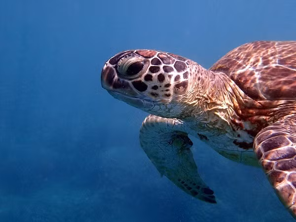 Rùa xanh Đẻ trứng từ tháng 2 – 9, mỗi con cái đẻ từ 100 – 140 trứng trong 1 tổ, chiều sâu mỗi tổ khoảng 50 – 60cm. Trứng tròn, vỏ mềm, đường kính khoảng 5cm.