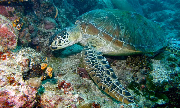 Rùa xanh phân bố từ vịnh Bắc Bộ đến vịnh Thái Lan. Có nhiều ở Vườn quốc gia Côn Đảo, Vườn quốc gia Núi Chúa và Trường Sa.