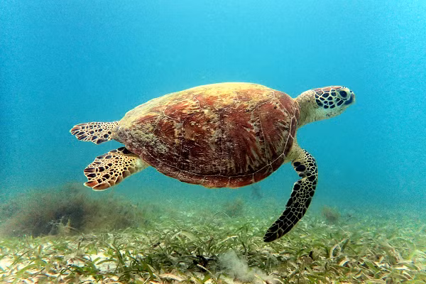 Trước năm 1975 nguồn lợi Rùa xanh ở nước ta rất phong phú, và là loài có kích thước lớn nhất trong họ Vích Cheloniidae.