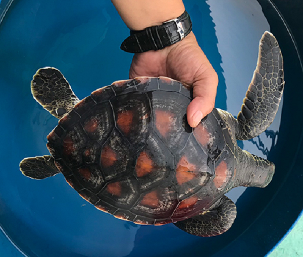 Biết đây là động vật quý hiếm, ngư dân đã giao nộp cho lực lượng chức năng để thả lại về tự nhiên. Trong sáng cùng ngày Chi cục Thủy sản Khánh Hòa phối hợp với Trạm Biên phòng Hòn Rớ (Đồn Biên phòng Cửa khẩu Cảng Nha Trang), Ban quản lý vịnh Nha Trang tổ chức thả 1 cá thể rùa biển quý hiếm về khu vực biển Khu bảo tồn biển Hòn Mun.