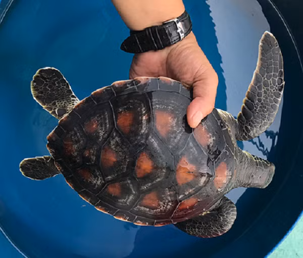 Biết đây là động vật quý hiếm, ngư dân đã giao nộp cho lực lượng chức năng để thả lại về tự nhiên. Trong sáng cùng ngày Chi cục Thủy sản Khánh Hòa phối hợp với Trạm Biên phòng Hòn Rớ (Đồn Biên phòng Cửa khẩu Cảng Nha Trang), Ban quản lý vịnh Nha Trang tổ chức thả 1 cá thể rùa biển quý hiếm về khu vực biển Khu bảo tồn biển Hòn Mun.