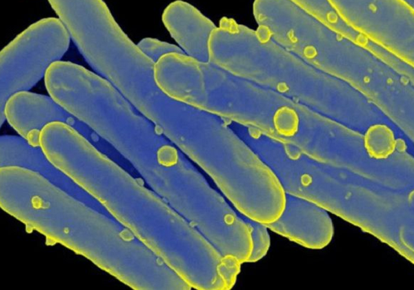 31% năng lượng trong khí mê-tan chúng tiêu thụ đã chuyển hóa thành điện, còn hiệu quả hơn một số nhà máy điện sinh học của con người - cũng dùng phương án biến mê-tan thành điện.