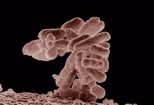 Không những thế, việc tạo ra năng lượng sạch nhờ cổ khuẩn cũng sẽ giúp hạn chế việc sử dụng nhiên liệu hóa thạch.