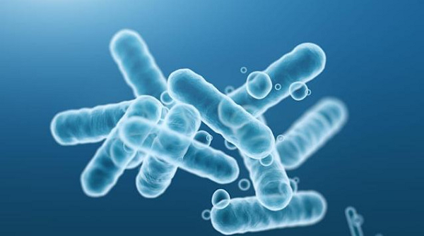 Các nhà khoa học đã tiến hành nuôi cấy cổ khuẩn này trên một trong các điện cực và phát hiện ra quá trình chuyển đổi mê-tan, nó đã tạo ra dòng điện dao động lên tới 274 miliampe/cm2.