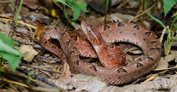 Mõm nhọn và chĩa lên phía trên. Sống mũi kéo dài từ mắt đến mõm. Thân không dày lắm, các vảy trơn nhẵn. Hoa văn trên thân gồm từ 19 đến 31 dấu hình tam giác sẫm màu trên nền nâu đỏ tía hoặc hung đỏ đậm nhạt.