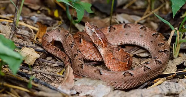 Mõm nhọn và chĩa lên phía trên. Sống mũi kéo dài từ mắt đến mõm. Thân không dày lắm, các vảy trơn nhẵn. Hoa văn trên thân gồm từ 19 đến 31 dấu hình tam giác sẫm màu trên nền nâu đỏ tía hoặc hung đỏ đậm nhạt.