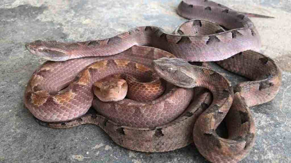 Được biết, "hung thủ" gây ra vết cắn là một loài rắn đặc biệt nguy hiểm có tên chàm quạp, hay còn gọi là rắn lục nưa (Calloselasma rhodostoma). Loài bò sát này có chiều dài khoảng 100cm với chín vảy che rắn chắc và cân đối ở phía trên đỉnh đầu.