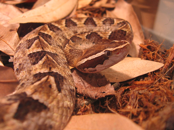 Triệu chứng ban đầu tại vết thương khi bị rắn cắn có thể kể tới là sưng phồng, đau nhức, xuất hiện bóng nước. Tiếp đến là triệu chứng toàn thân với cảm giác mệt mỏi, nôn ói, đau bụng, tiêu chảy, tụt huyết áp...