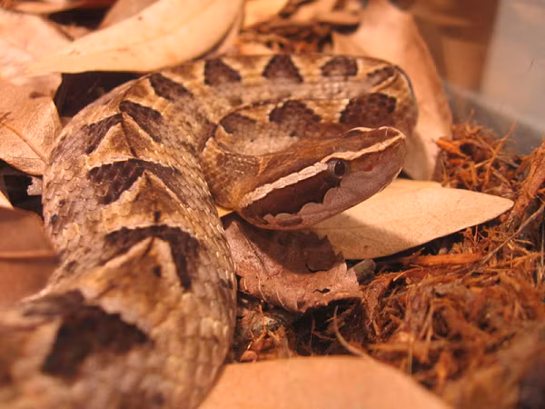 Triệu chứng ban đầu tại vết thương khi bị rắn cắn có thể kể tới là sưng phồng, đau nhức, xuất hiện bóng nước. Tiếp đến là triệu chứng toàn thân với cảm giác mệt mỏi, nôn ói, đau bụng, tiêu chảy, tụt huyết áp...