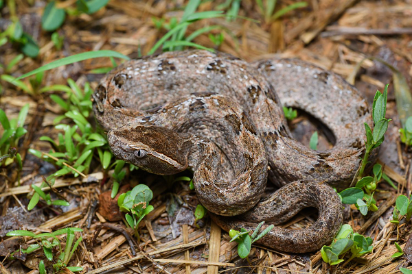 Rắn Chàm Quạp là loại rắn đặc biệt nguy hiểm vì nó là một trong những loại rắn độc nhất Việt Nam. Đây là loại rắn độc rất nguy hiểm thường gây tai nạn ở các nước vùng nhiệt đới ở Đông Nam Á như Thái Lan, Mi An Ma, Lào, Campuchia, Malaysia, Indonesia trong đó có cả Việt Nam.