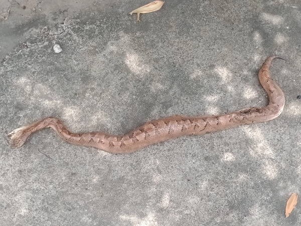 Theo thông tin được chia sẻ trên mạng xã hội, một người đàn ông sinh năm 1964 sống ở thị trấn Phước Hải - Bà Rịa Vũng Tàu khi đang làm cỏ trong vườn thì bất ngờ bị một con rắn lạ cắn vào chân.