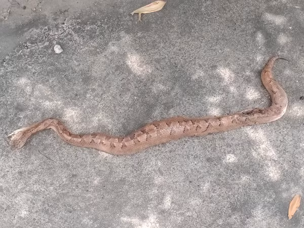 Ran la can nguoi o Ba Ria Vung Tau: La 