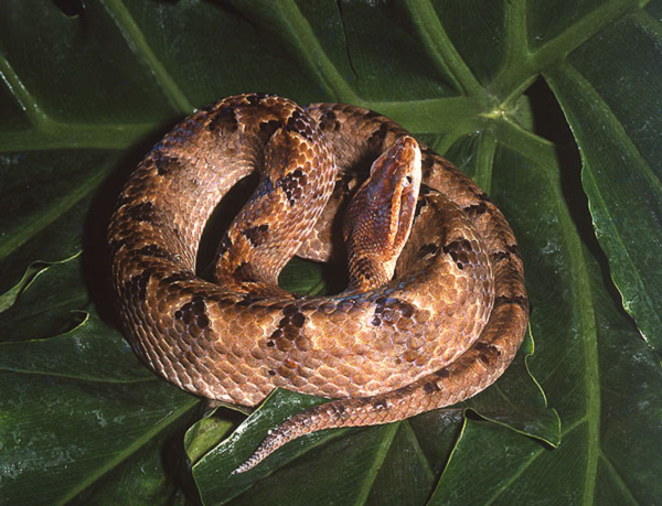 Là loài ăn đêm và thích độ ẩm cao, thường dùng chiếc đuôi đu đưa để hấp dẫn con mồi. Thực ăn của chúng là ếch, nhái, một số loài lưỡng cư khác, đôi khi chúng còn ăn cả loài gặm nhấm, chim và các loài rắn khác. thường tấn công con mồi một cách bất ngờ.