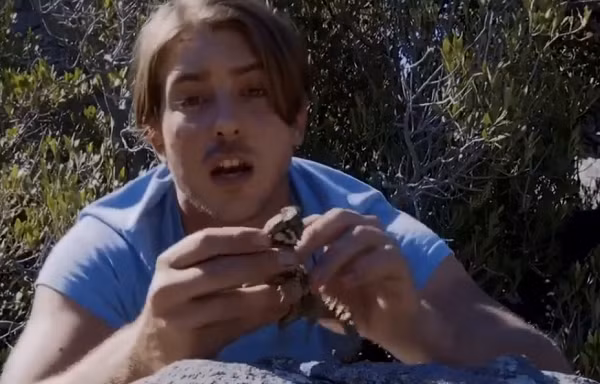 Được tìm thấy trong các kẽ hở của vùng Succulent Karoo, thằn lằn armadillo (Ouroborus cataphractus) là một sinh vật sở hữu vẻ ngoài vừa đặc biệt vừa đáng yêu.